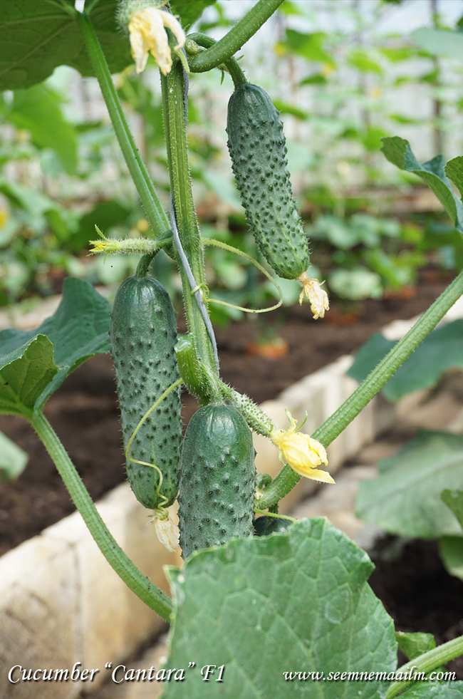 Gherkin Cantara F1 Cucumber, Огурец-корнишон самоопыляемый Кантара F1